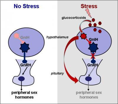 Hormones and the Reproductive System