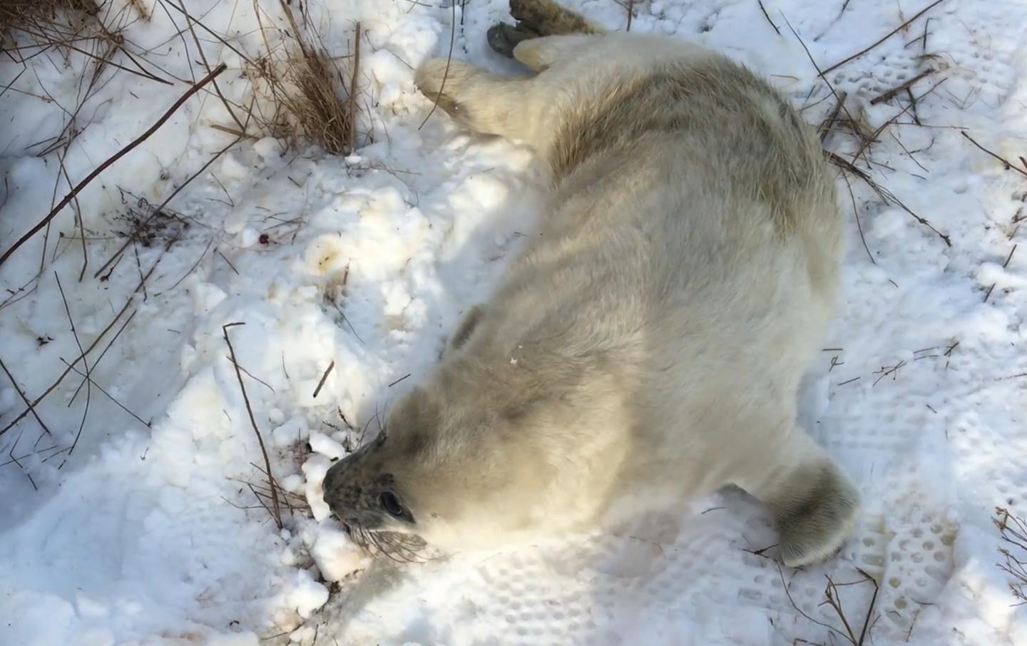 Johnston Snowpup