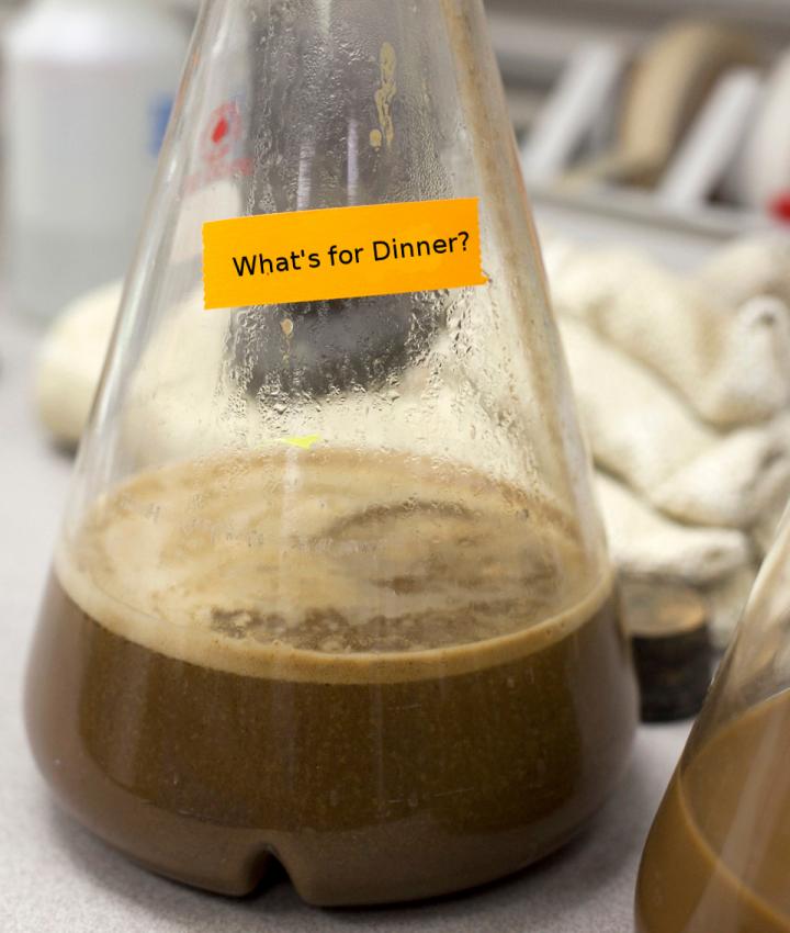 Bacterial Slime
