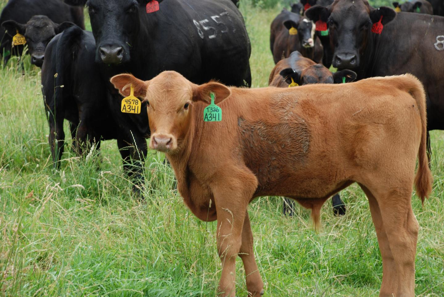 Beef Calf