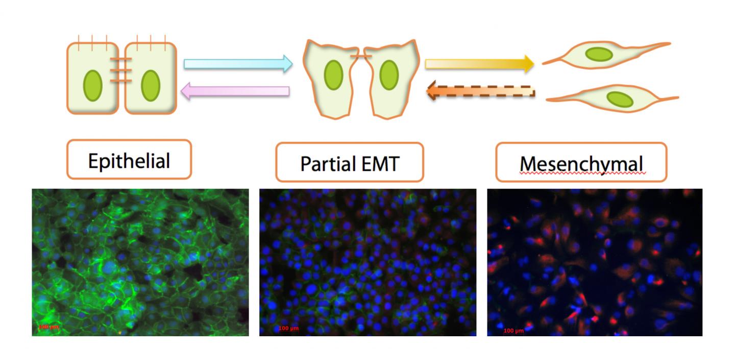 Cell Transitions