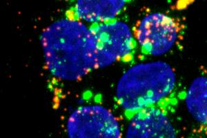 Immunofluorescence images
