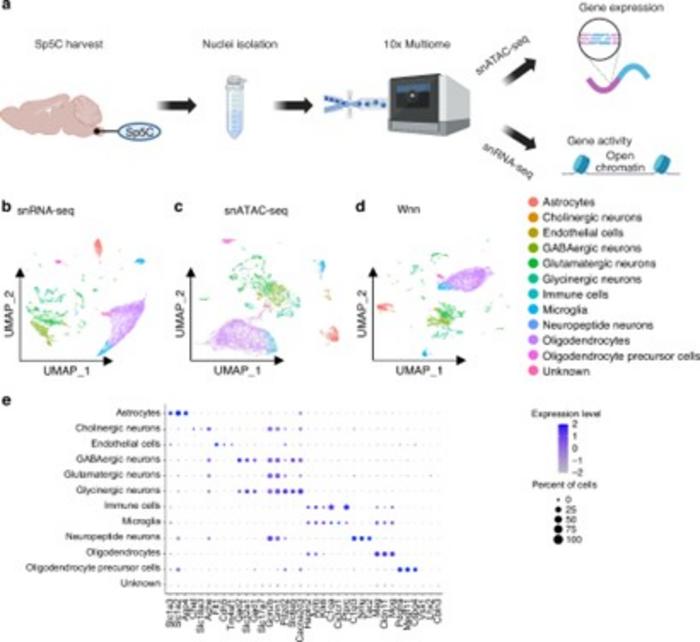 Butyrate-Mediated Epigenetic Regulation of TMJ Pain through Single-Cell Multi-Omics Analysis