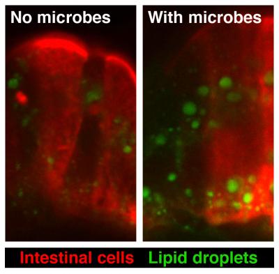 Gut Microbes Help the Body Extract More Calories from Food