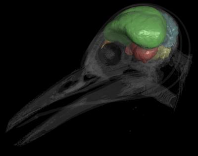 <I>Melanerpes</I> Endocast