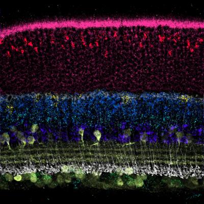 Visualization of RNA Targets across the Retinal Layer Architecture