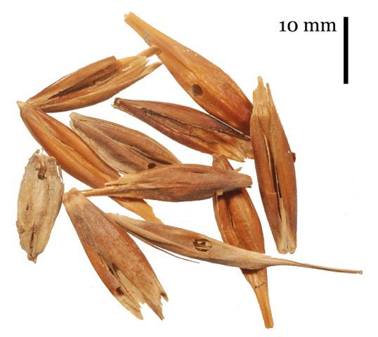 Prehistoric Seeds