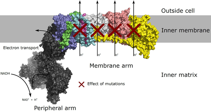 Structure of Respiratory Complex I