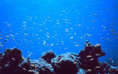 Coral Reef Near Kiribati