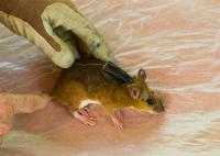 Rat and Spool