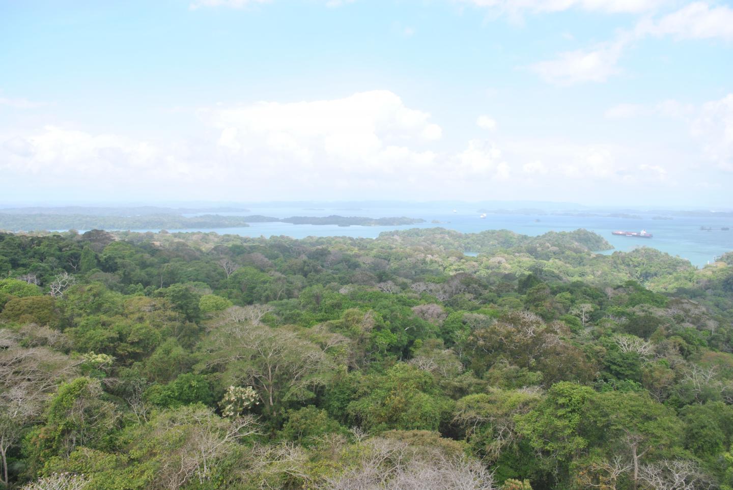 Barro Colorado Forest