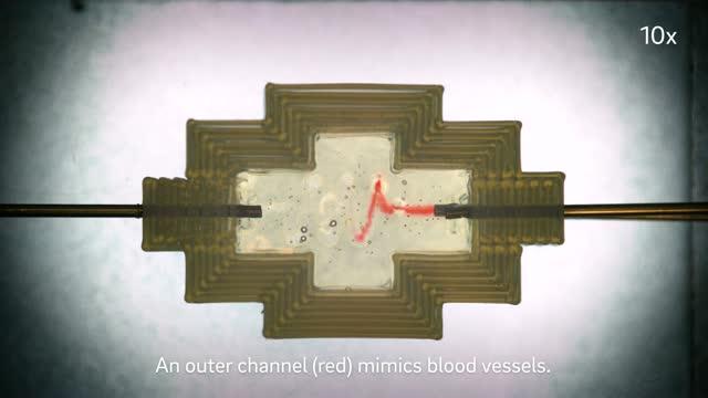 Mali Lab: 3D Bioprinted Model of Vascularized Gut