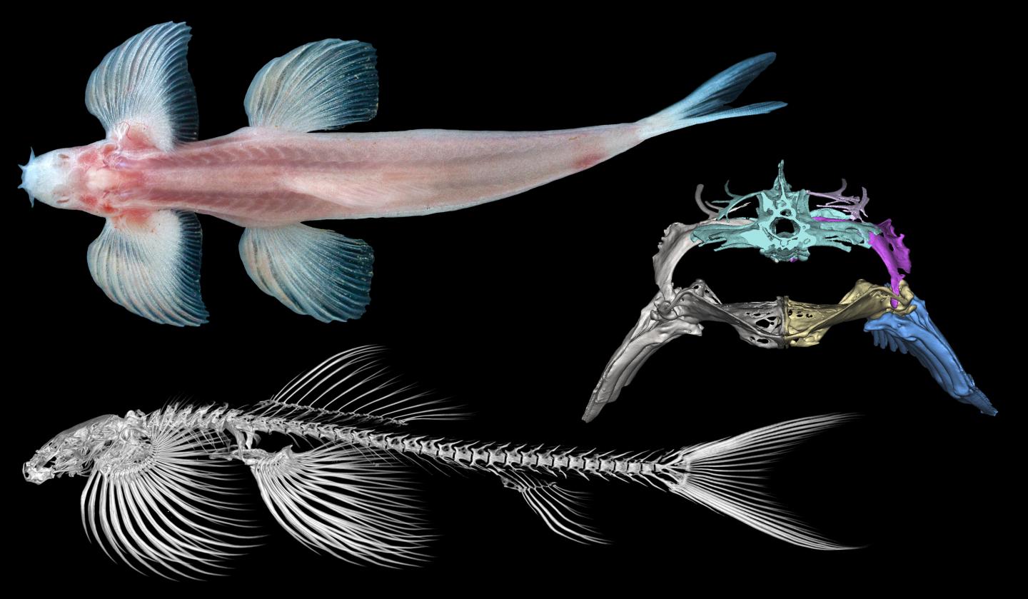 Cryptotora thamicola