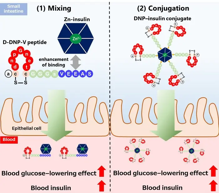 DNP Peptide-Based Delivery Platform May Support Future Oral Insulin Development