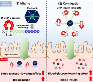 DNP Peptide-Based Delivery Platform May Support Future Oral Insulin Development