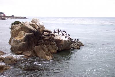 Brandt's Cormorants