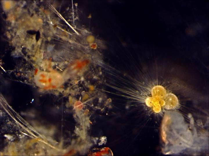 Siphonifera
