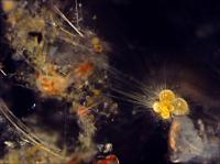 Siphonifera