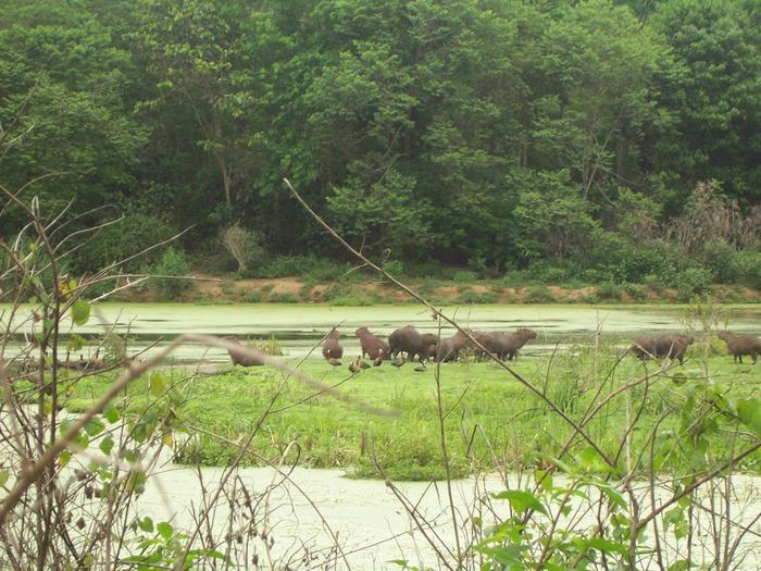 Reserva Ecológica do Guapiaçu