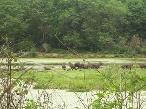 Reserva Ecológica do Guapiaçu