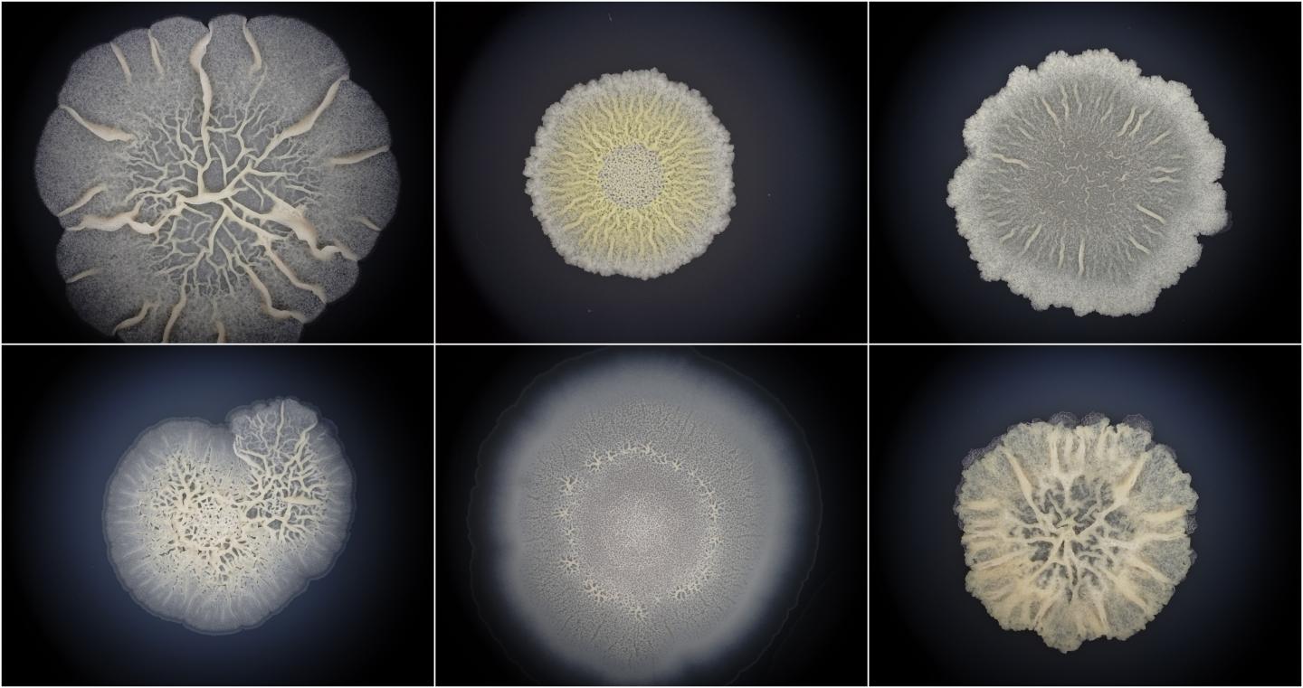 Bacillus Biofilms