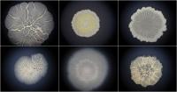 Bacillus Biofilms