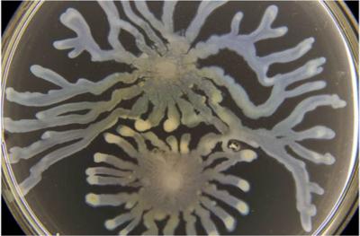 <I>Pseudomonas aeruginosa</I>