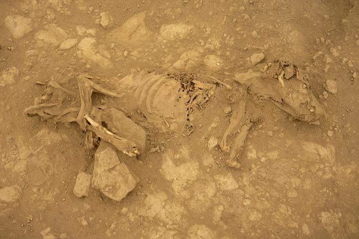 A mummified dog from Castillo de Huarmey.