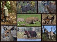 Animal Collage