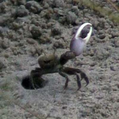Crab Claws
