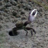 Crab Claws
