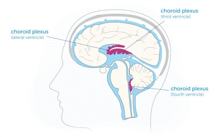 The choroid plexus