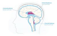 The choroid plexus