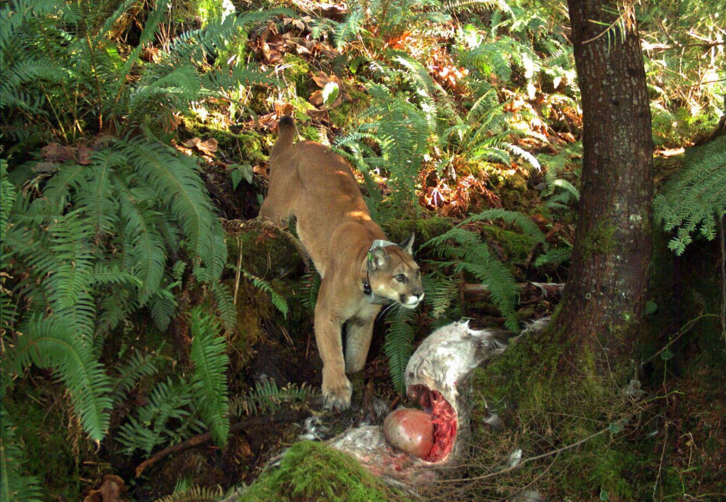 Cougar