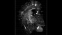 Mouse Brain