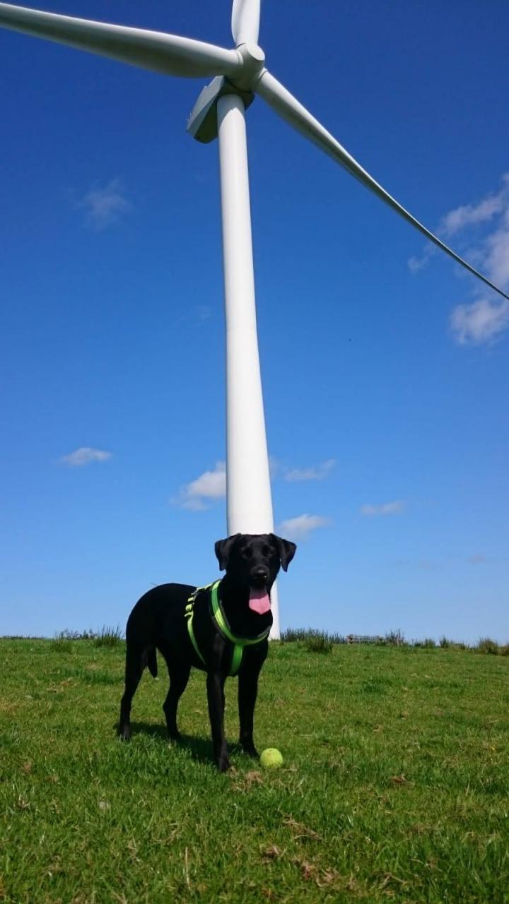 Search dog Breeze