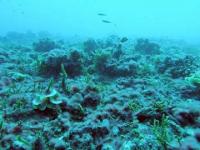 Ocean Slime