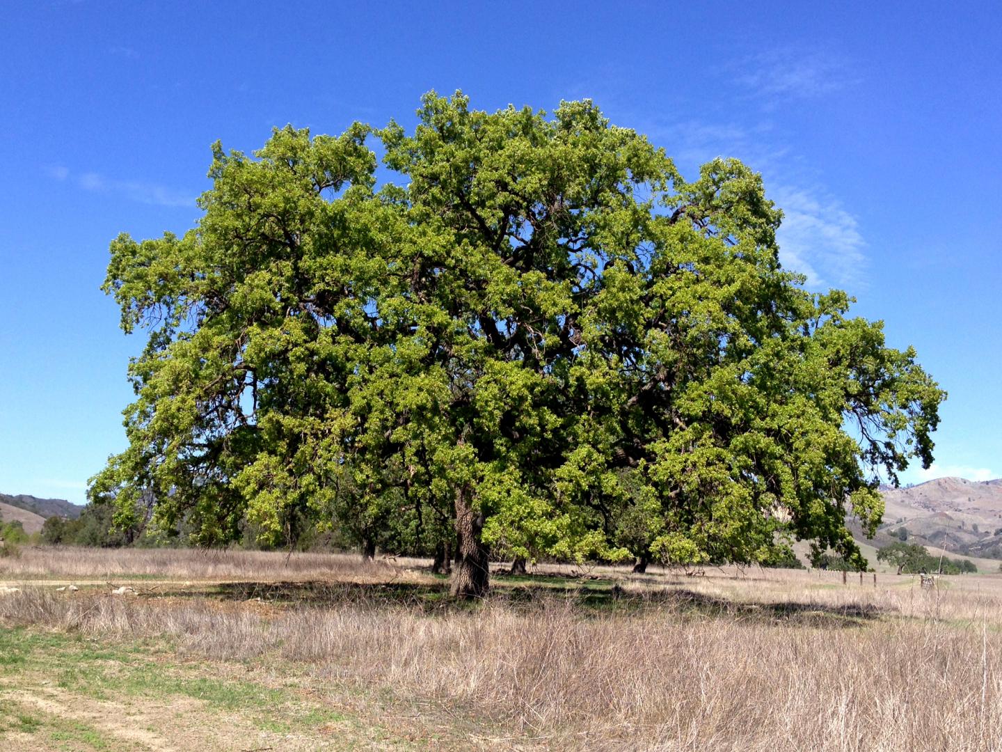 Valley Oak Adult