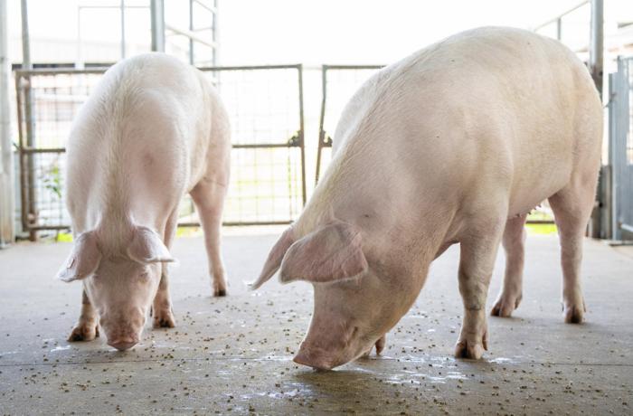 Pork prices reach record highs with holiday demand ahead