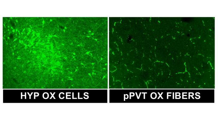 Functional interaction between orexin/dynorphin transmission in the posterior paraventricular nucleus of the thalamus following alcohol dependence: mediation of alcohol-seeking behavior