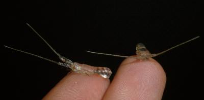 Spiny Lobster Post-Larvae