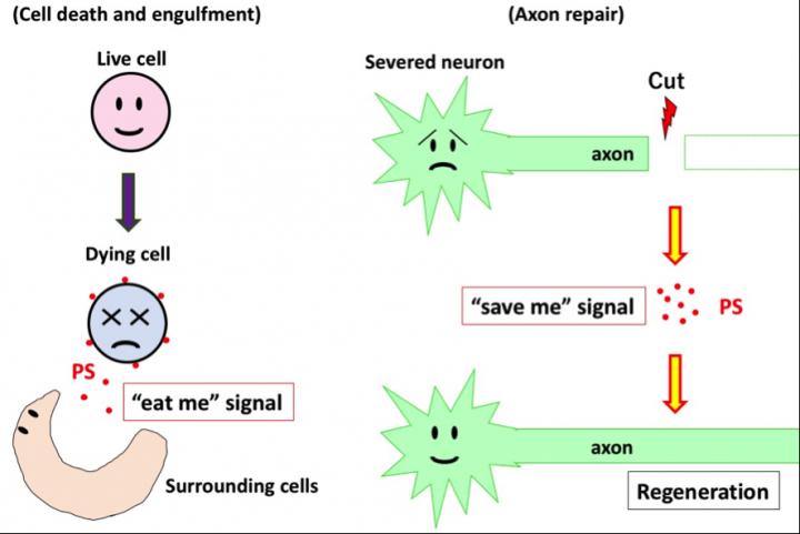 An 'Eat Me' Signal Makes Severed Neurons Regenerate