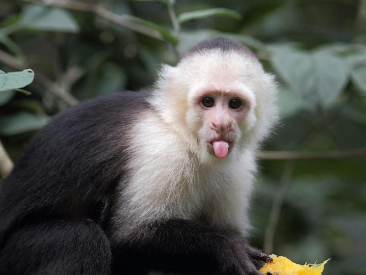 Monkey