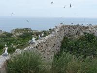 SEAGULLS