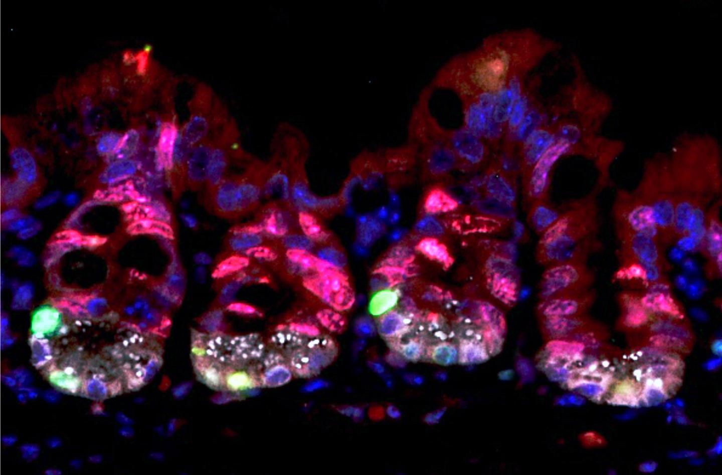 Intestinal Stem Cells with URI, CNIO
