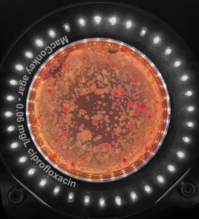 Detecting resilient bacteria on agar test plates