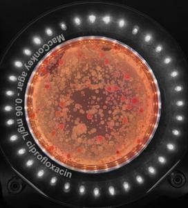 Detecting resilient bacteria on agar test plates