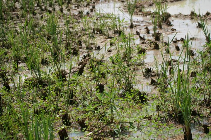 Rice Field