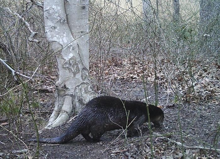 North American river otter
