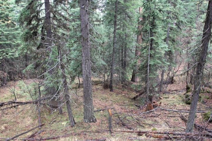Grand fir infill